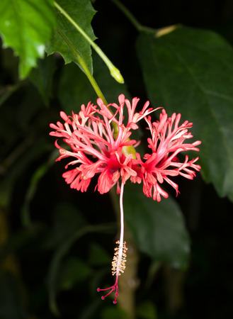 Coral hibiscus - Hibiscus schizopetalusの写真素材