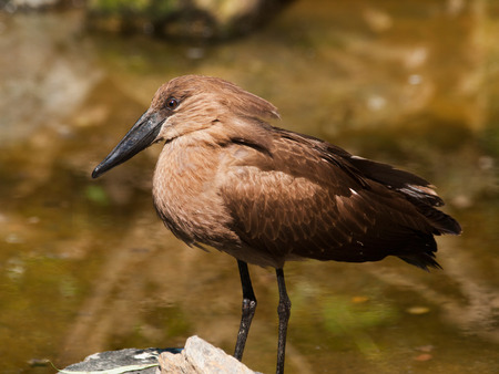 Hamerkop - Scopus umbretta in waterの写真素材