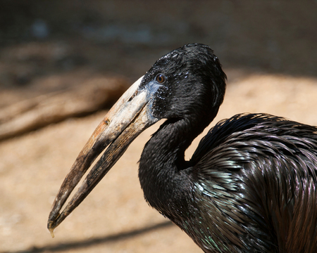 Portrait of african openbill - Anastomus lamelligerusの写真素材