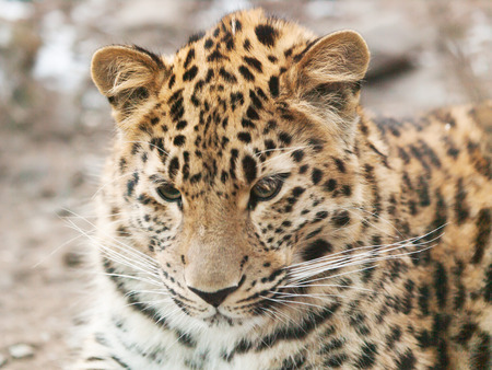 Portrait of Janav leopard - Panthera pardusの写真素材