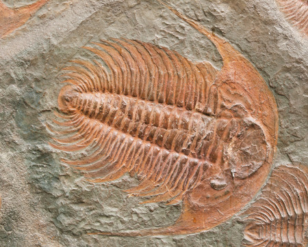Prehistoric fossiled trilobites from Barrandien in Czech republicの写真素材