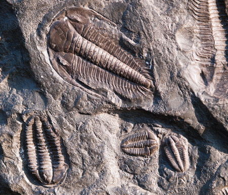 Prehistoric fossiled trilobites from Barrandien in Czech republicの写真素材