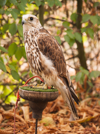 Saker falcon - falco cherrug sitting on perch