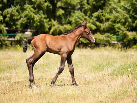 Brown young foal standing on the pastureの写真素材