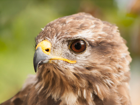 Portrait of european common buzzard - Buteo buteoの写真素材
