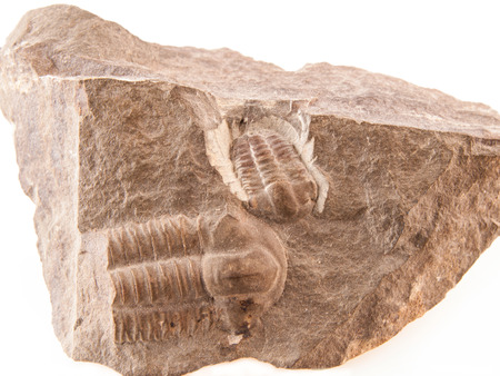 Fossil of a trilobites (Ellipsocephalus hoffi) from the Cambrian of Czech Republicの写真素材