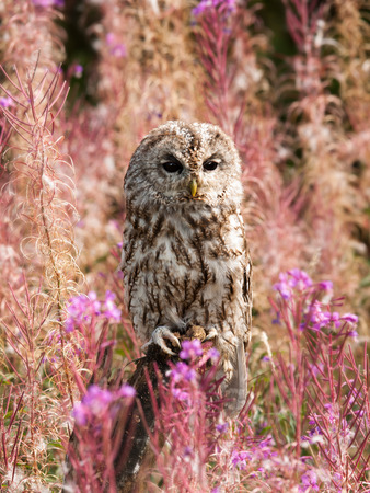 Brown owl among flowers on the meadow - Strix alucoの写真素材