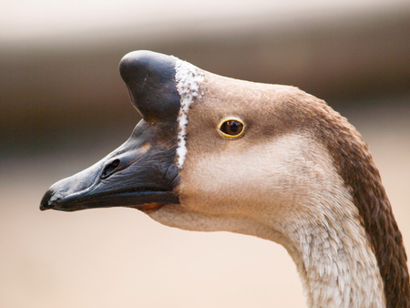 Anser cygnoides f. domestica - Chinese goose with typical basal knobの写真素材