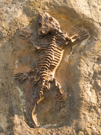 Seymouria baylorensis - articifial cast of fossil Early Permian periodの写真素材