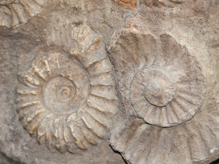 Scaphites - genus of extinct cephalopod from Moroccoの写真素材