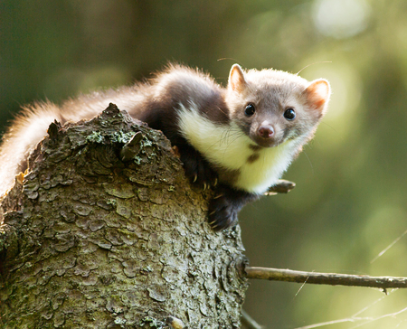 Martes foina -Stone  marten watching surroundings closelyの写真素材