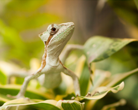Portrait of Serated Caquehesd Iguana lizard - Laemanctus serratusの写真素材