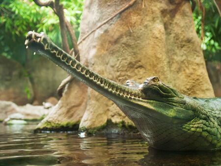 Gharial - Gavialis gangeticus - jaws with 110 teeth in thin  snout - critically endangered in IUNC Red listの写真素材