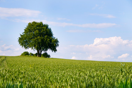 Alone tree in the field of wheat in early summerの写真素材