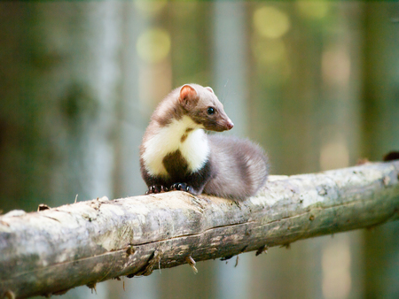 White breasted marten lying on the log - Martes foinaの写真素材