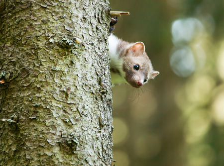 Martes foina - Stone  marten be peeping out of tree