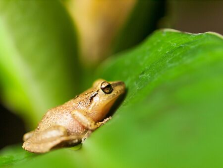 Common Tree Frog on the leaf - Hyla leucomystax
