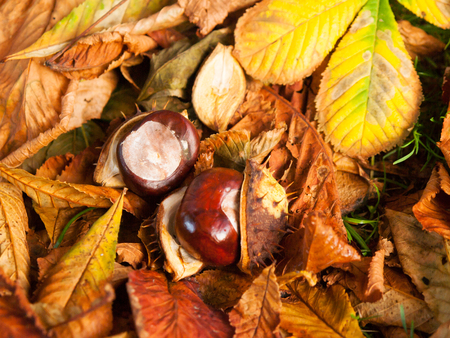 Seeds of horse chesnut fallen down on grass and leavesの写真素材
