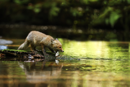 Young red fox on stone in rivereat fish - Vulpes vulpesの写真素材