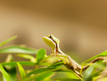 Portrait of young serated Caquehesd Iguana lizard - Laemanctus serratusの写真素材