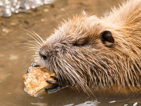 Head of Coypu eating bit of celery on the waterの写真素材