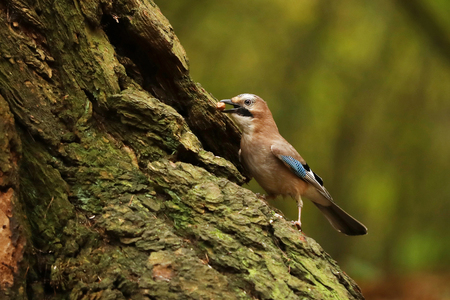 Eurasian jay stay on tree - Garrulus glandariusの写真素材