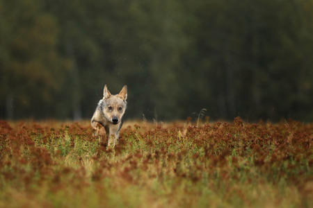 Running cub of Grey wolf in autumn meadow - Canis lupusの写真素材