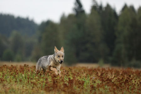 Running cub of Eurasian wolf in autumn meadow - Canis lupus