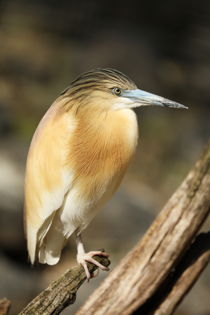 Squacco heron - Ardeola ralloides - stay on stump