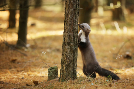 White breasted marten sniff the tree - Martes foinaの写真素材