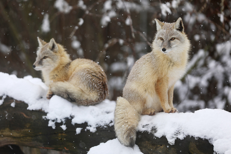 Two Corsac fox on trunk in winter - Vulpes corsacの写真素材
