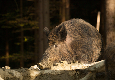 Sus scrofa scrofa - Central european boar in mud bathの写真素材
