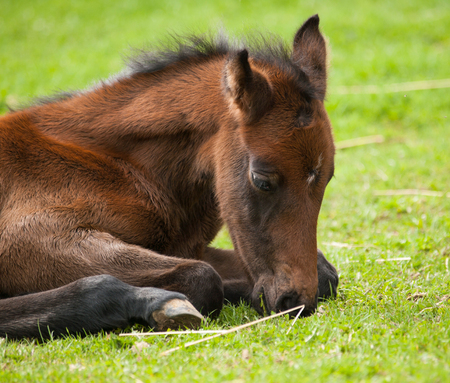 Young sporthorse foal lying on meadow and sleepの写真素材