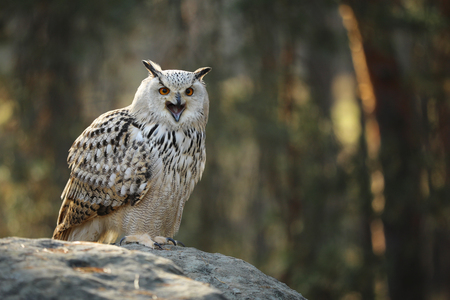 The Eurasian eagle-owl (Bubo bubo) is a species of eagle-owl that resides in Eurasia.の写真素材