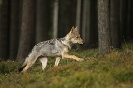 Canis lupus - Young cub of Grey wolf run in forestの写真素材