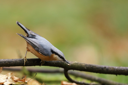 Eurasian nuthatch (Sitta europaea) is a small passerine bird found throughout Eurasiaの写真素材