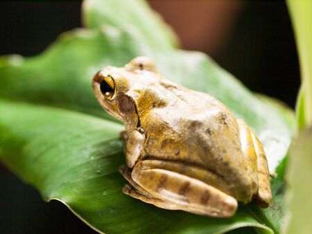 White lipped Tree frog on the leaf - Hyla leucomystax
