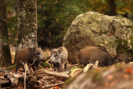 Herd of Young Wild boars, Sus scrofa, in the autumn forest in background, Germanyの写真素材