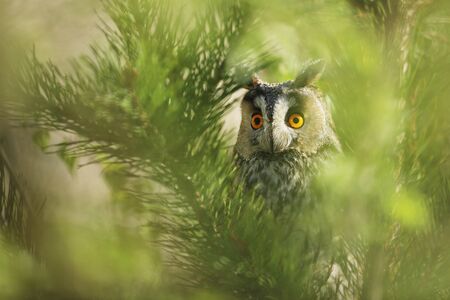 Portrait of a nothern long-eared owl Asio otus. Wild bird in a natural habitat.