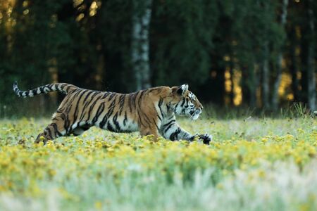 Tiger with yellow flowers. Siberian tiger in beautiful habitat on meadow - Pathera tigris altaica