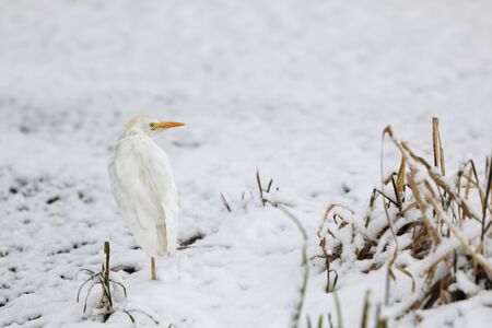 Ardea alba - Great white egret near water in winterの写真素材