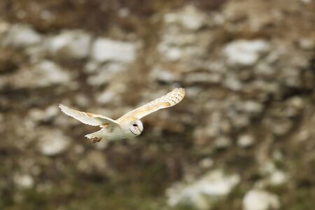 Barn Owl, Tyto alba, flight with open wings in the morningの写真素材
