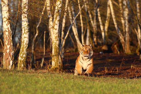 Amur Tiger running in birch forest. dangerous animal, taiga, Russiaの写真素材