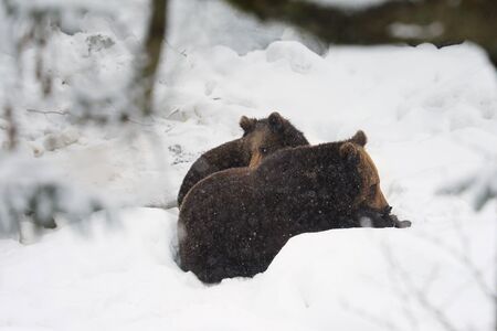Young brown bear sibling play together in winter. Natural habitat. Slovakiaの写真素材