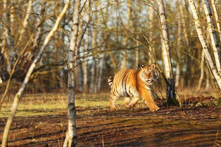 Siberian tiger in wild spring nature. Rusiia. Panthera tigris altaica