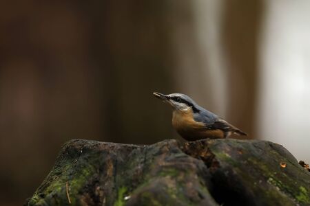Eurasian nuthatch (Sitta europaea) having seed of sunflowerの写真素材