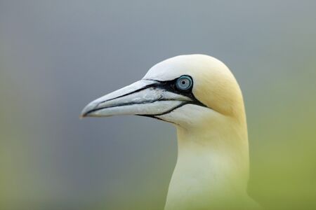 Beautiful morning light. Northern gannet, detail head portrait of sea bird sitting on the nest, with dark blue sea water in the.の写真素材
