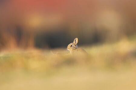 European Rabbit - Oryctolagus cuniculus on the grass in early autumnの写真素材