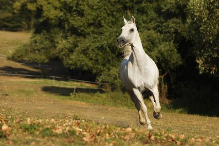 White horse galloping on meadow. Lipizzan mare on pasture. Farm rural sceneの写真素材