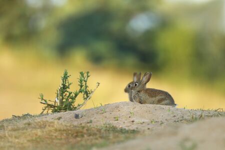 European rabbit or common rabbit, Oryctolagus cuniculus, sit in the gras on summer meadow, Czech republic. Wildlife scene.の写真素材